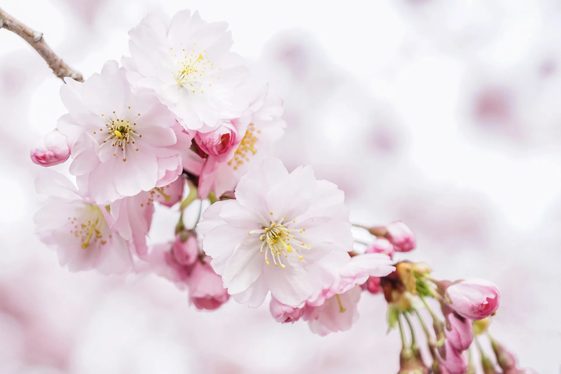 櫻咲き